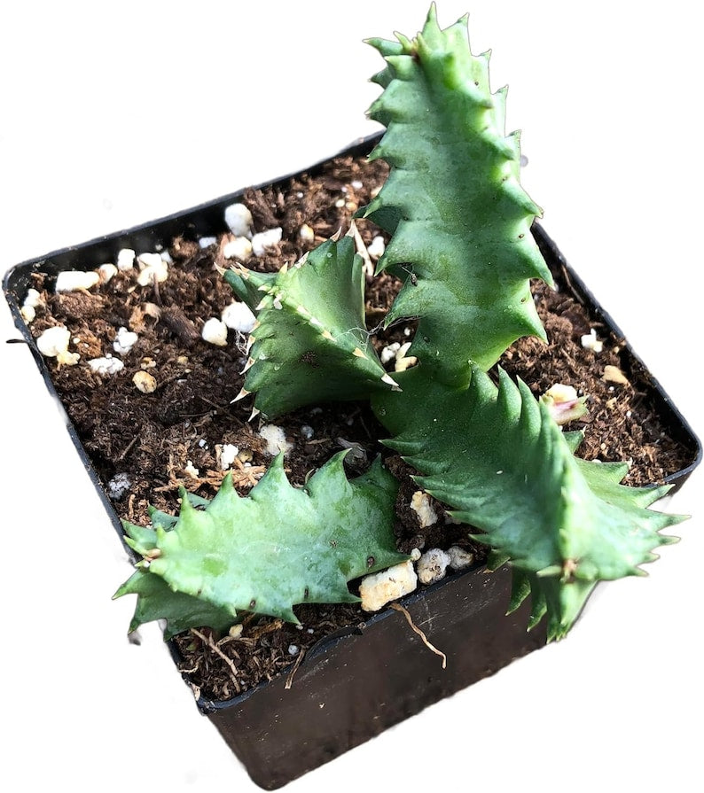 Organic Lifesaver Plant 2.5-Inch Pot Huernia zebrina Well-Rooted Succulent Starter Plant by Smoke Camp Crafts