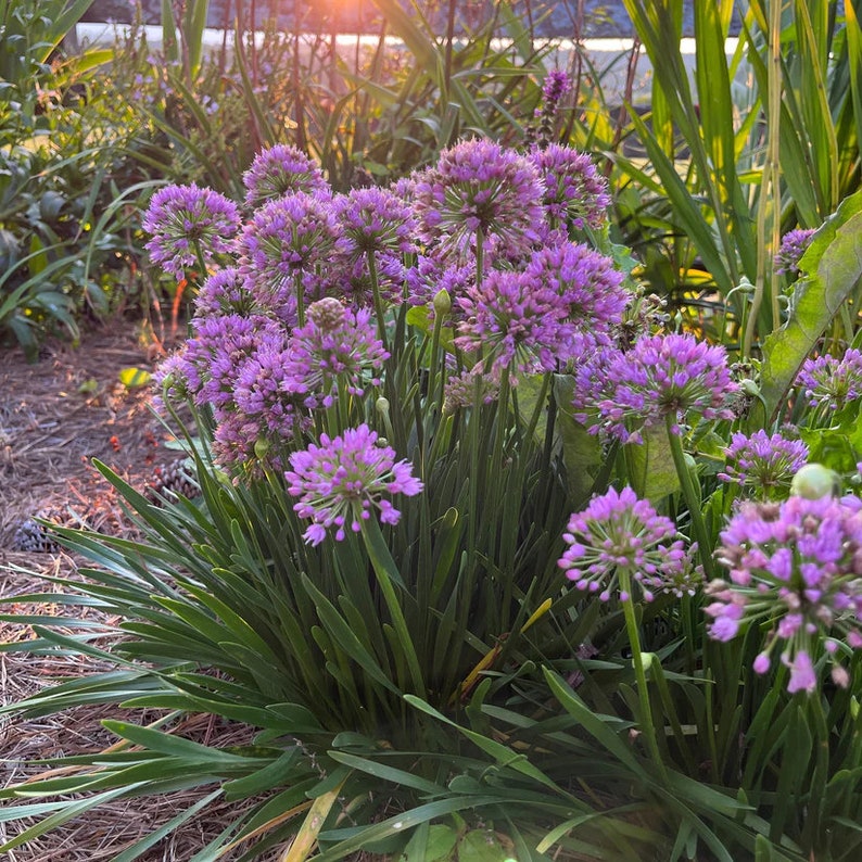 Millennium Onion Live Plant 3.5" Pot - Allium 'Millenium' - Hardy Perennial for Zones 5-8 - Full Sun to Part Shade