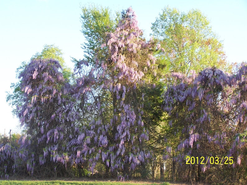 Wisteria Trees - 4" Container - Blue-Violet Flowers - Wisteria Sinensis - Hardy Climbing Vine for Zones 3-8 - 6-8" Tall