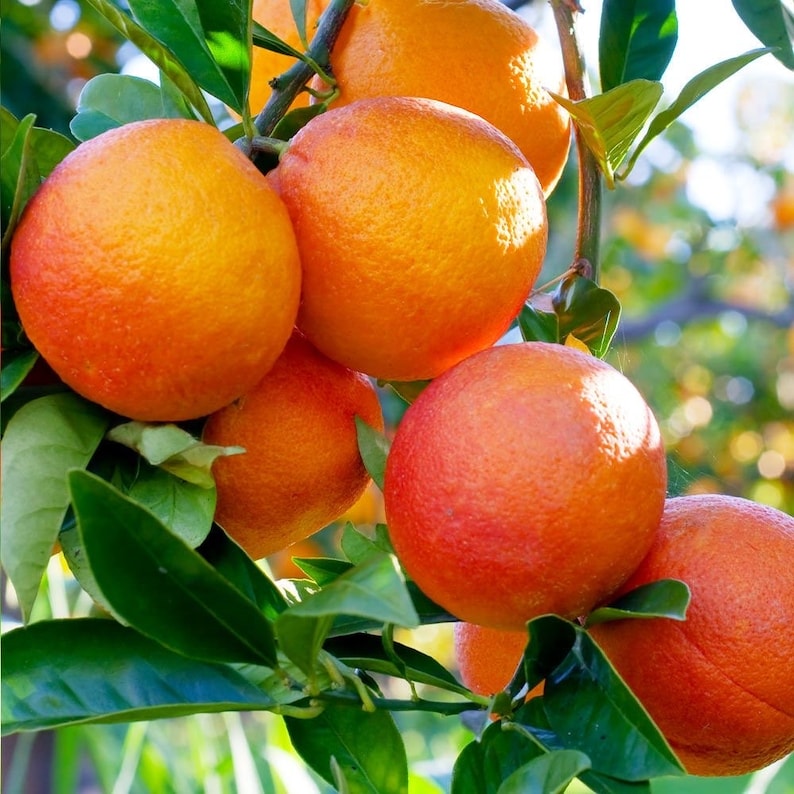 Blood Orange Tree 1/2 Gallon Grafted Moro Citrus Sinensis - Florida Shipping Only - Fragrant Blossoms & Vibrant Fruit