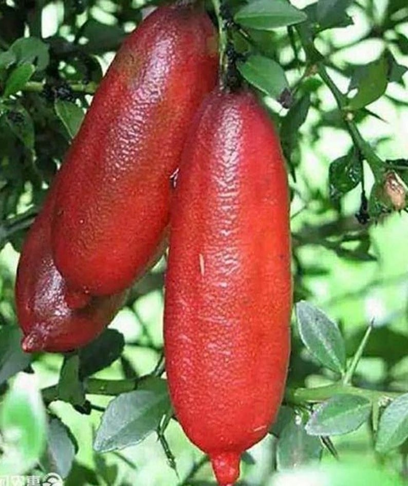 Red Finger Lime Tree, 1/2 Gallon Pot, Grafted Microcitrus australasica, Citrus Caviar, Ideal for Culinary Use