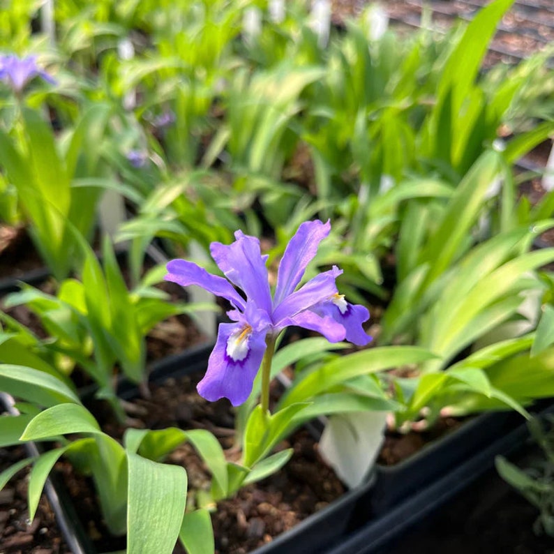 Dwarf Crested Iris Live Plant 4" Pot - Iris cristata - Native North American Flower - Part to Full Shade, Low Maintenance