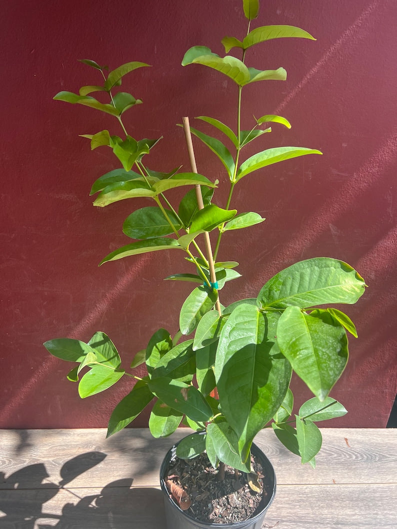 Green Wax Apple Tree - 3 Gallon - Syzygium samarangense - Air Layered - Tropical Fruit Tree - Not Shippable to CA & HI