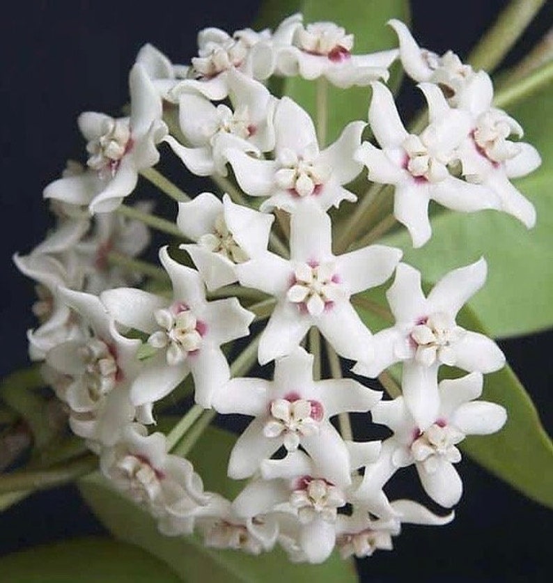 Hoya Plant 6" Pot Hoya Australis Lisa Hardy Climbing Vine Fragrant Flowers Hoya australis Epiphytic Houseplant