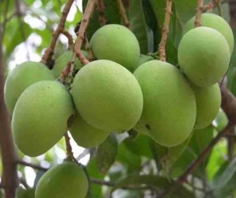 Triple Sec Mango Tree 3 Gallon Pot - Sweet Tropical Fruit - Mangifera indica - Not Ship to CA & HI