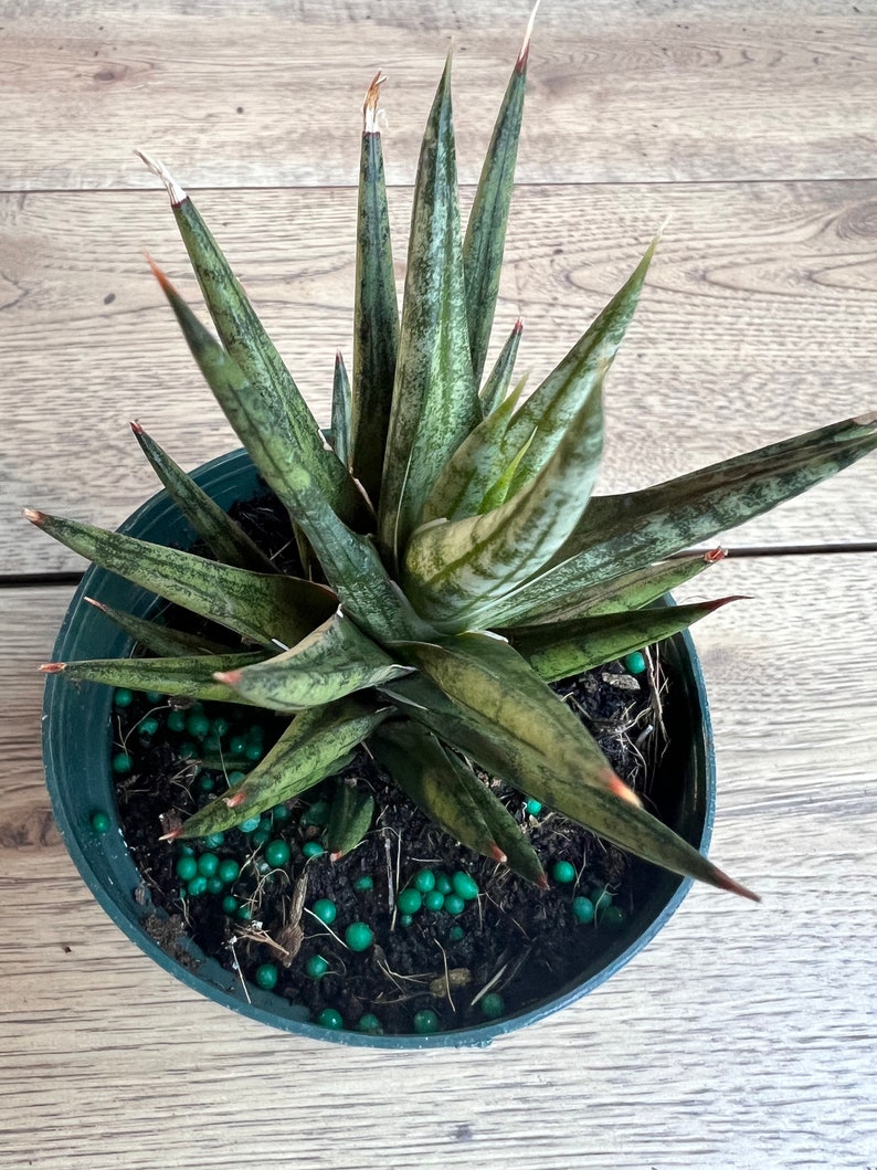 Francisii Snake Plant 4" Pot - Sansevieria francisii, Compact Indoor Houseplant, Easy Care Succulent, Air Purifier