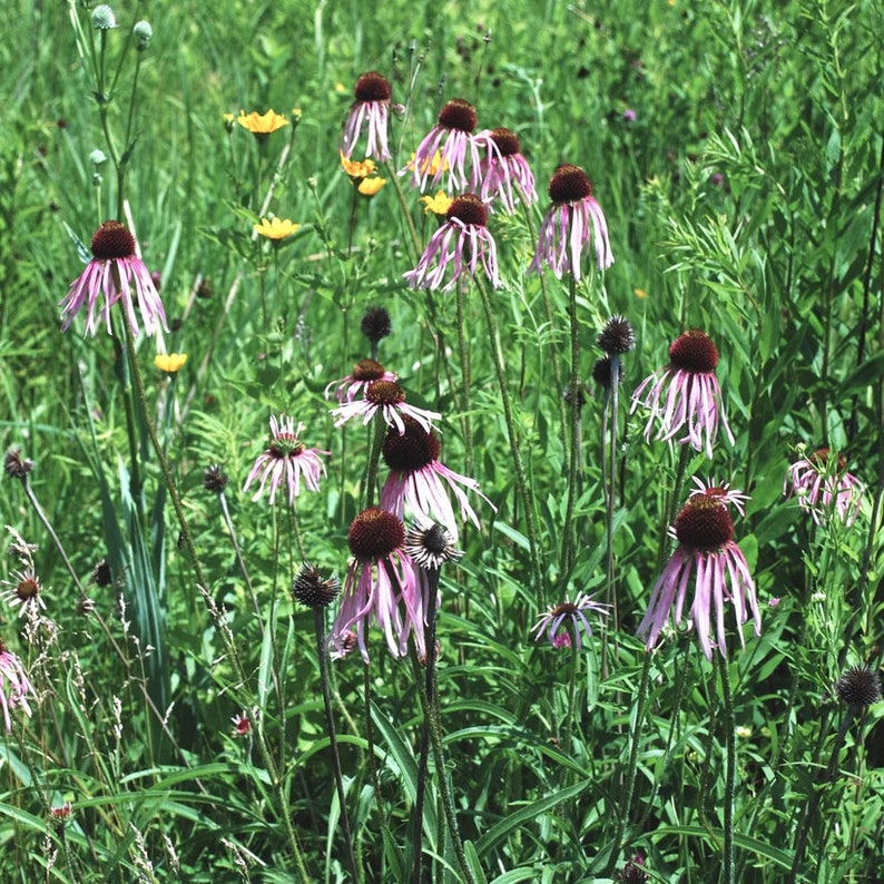 Pale Purple Coneflower Live Plant 4" Pot Echinacea pallida - Native Perennial for Full Sun Zones 3-10