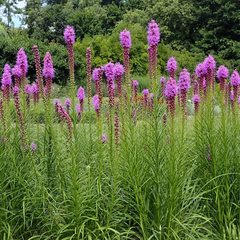 Hummingbird Plant Live 4" Pot - Dicliptera suberecta - Full Sun Perennial - Pollinator Friendly Native Wildflower