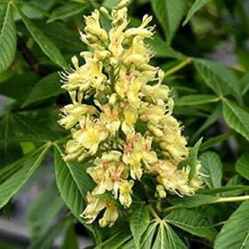 Yellow Buckeye Tree - Large Stem, Aesculus flava, Ideal for Landscaping, Garden Projects, Container Planting