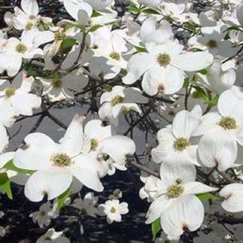 Dogwood Tree Sapling - Your Choice of Varieties - Cornus florida - Perfect for Gardens and Landscapes