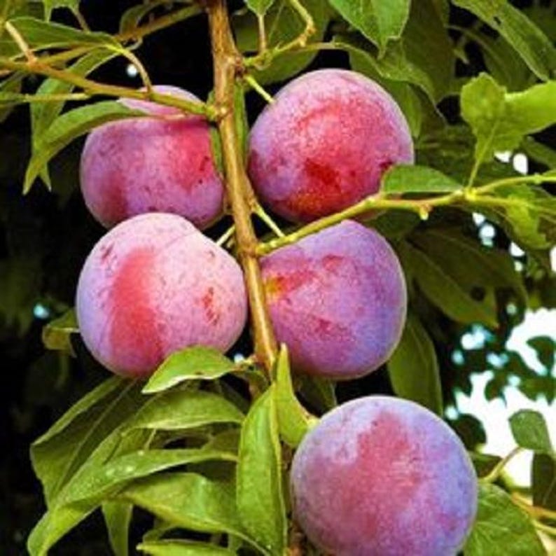Small Plum Tree 2ft Dwarf Variety Sweet Fruit Prunus domestica Compact Garden Tree for Urban Patios