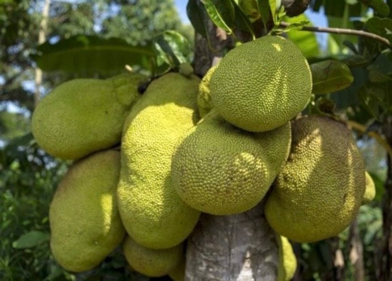 Golden Nugget Jackfruit Plant 4" Pot, Artocarpus heterophyllus - Tropical Fruit Tree for Home Garden