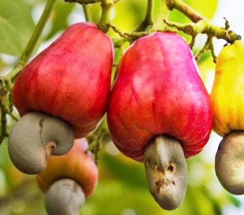 Red Cashew Plant 10" Pot Jambu Monyet Anacardium occidentale Tropical Evergreen Edible Fruits