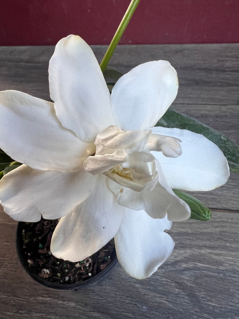 Gardenia Plant 4" Pot Frost Proof Fragrant Evergreen Gardenia jasminoides - Perfect for Home & Garden