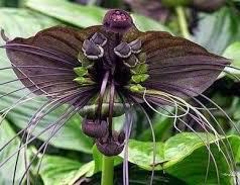 Bat Flower 6" Pot, Exotic Indoor Plant with Unique Black Blooms, Tacca chantrieri, Rare Houseplant for Plant Lovers