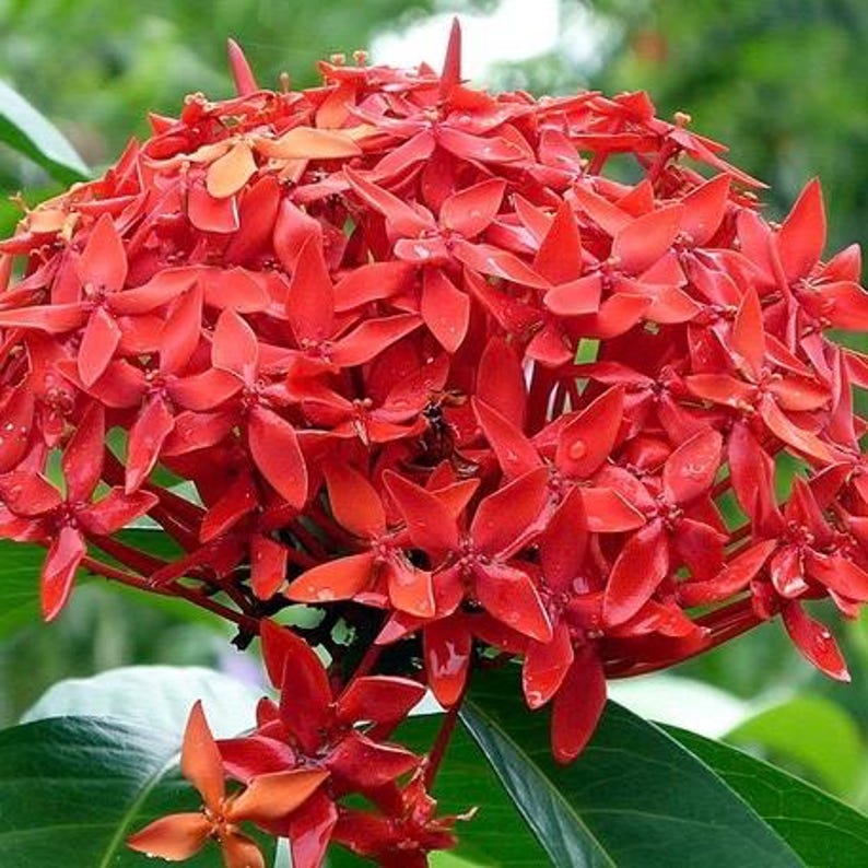 Ixora Plant 6" Pot Taiwanese Red Ixora coccinea - Vibrant Blooms & Lush Foliage, Ideal for Gardens & Indoor Spaces