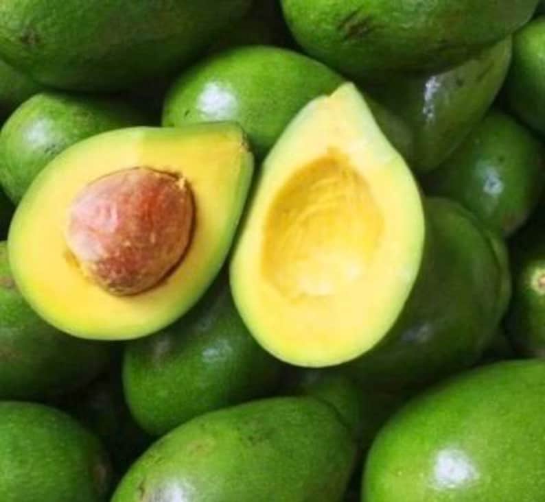 Avocado Tree 6" Pot Choquette Variety Grafted Persea Americana Juicy Fruit Tropical Plant for Home Garden