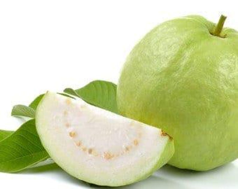 Thai Guava Plant 6" Pot Psidium guajava Tropical Fruit Tree for Home Garden