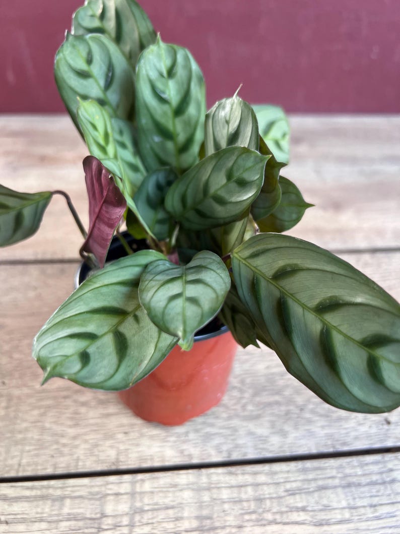 Calathea Burle Marx - 4" Pot - Fishbone Prayer Plant - Ctenanthe Burle-Marxii - Tropical Indoor Plant - Pet Safe Decor