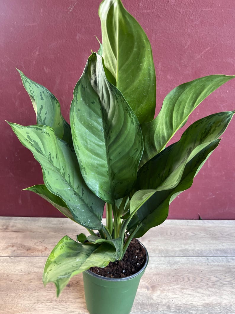 Aglaonema BJ Freeman 6" Live House Plant, Chinese Evergreen, Indoor Decorative Foliage, Aglaonema commutatum