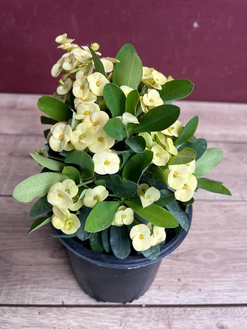 Crown of Thorns Plant 6" Pot Yellow Euphorbia milii Drought-Tolerant Succulent Bright Flowers Indoor Outdoor