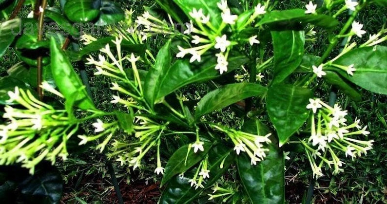 Night Blooming Jasmine Plant 6" Pot Fragrant Flowering Cestrum Nocturnum, Easy Care Evergreen for Garden or Containers
