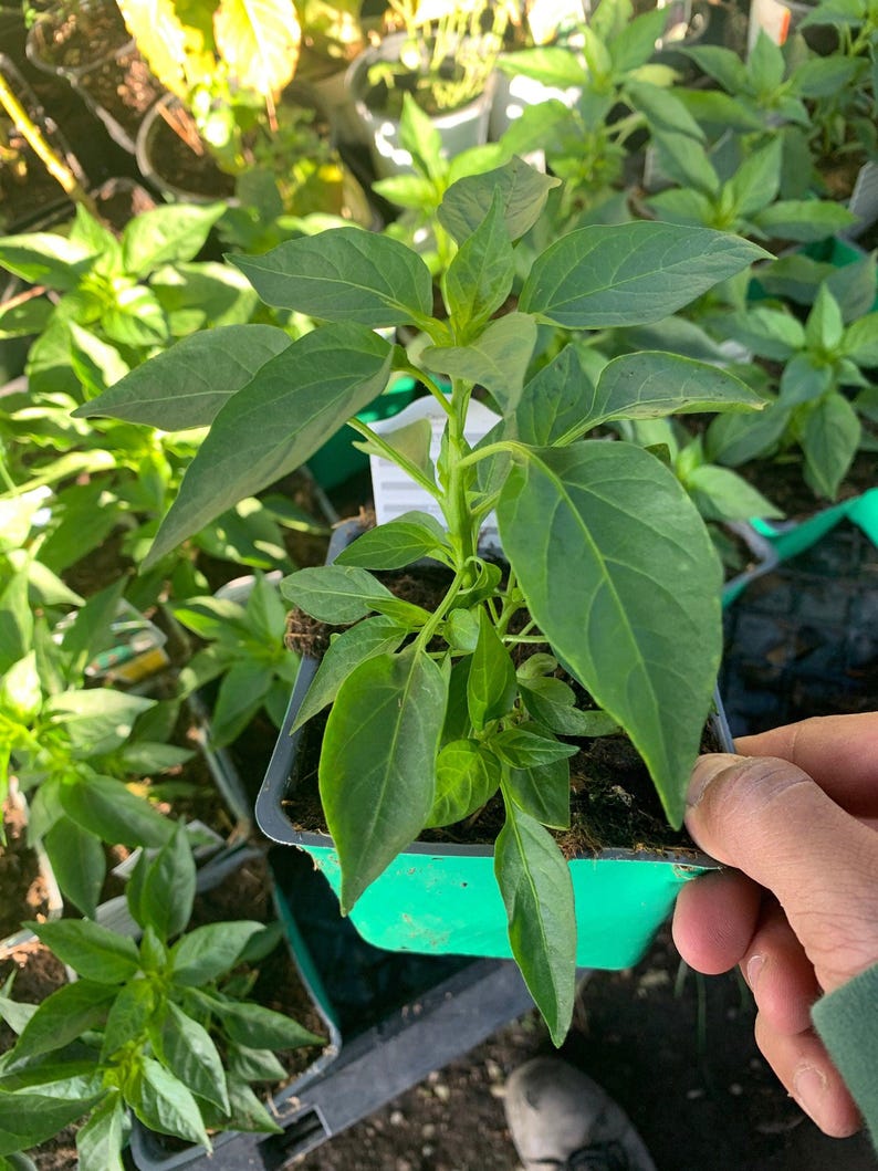 Serrano Pepper Live Plant 3" Pot - Capsicum annuum - Ideal for Home Garden, Perfect for Salsas and Sauces