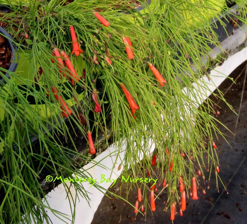 Firecracker Plant - 6" Pot - Tubular Red Flowers - Rusellia equisetiformis - Ideal for Hanging Baskets & Containers