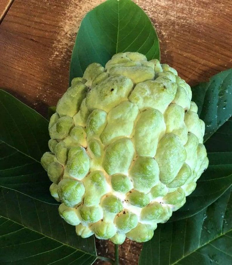 Priestly Atemoya Fruit Tree - Live Plant in 6" Pot - Annona cherimola Hybrid - Compact, Sweet Fruit for Gardens