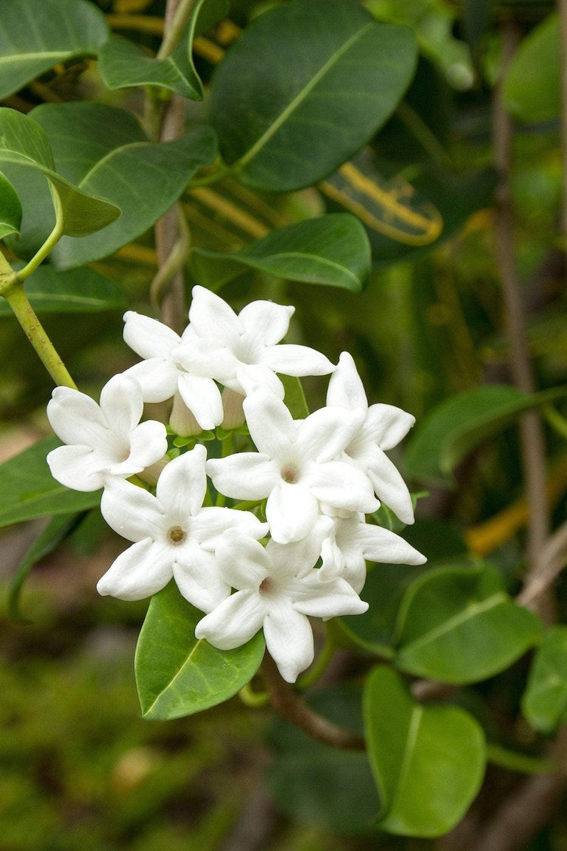 Madagascar Jasmine Plant - 3 Gallon Pot - Fragrant White Flowers - Stephanotis floribunda - Climbing Vine