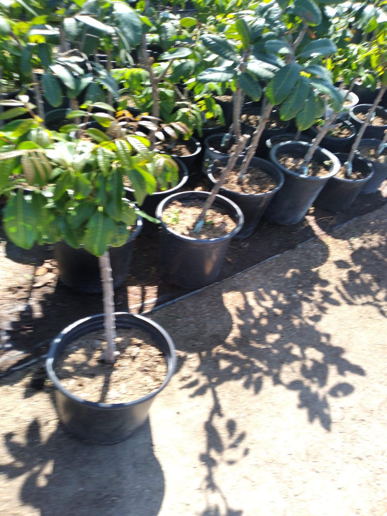 Longan Air Layered Tree - 2 Feet Live Plant in 3 Gal Pot - Dimocarpus longan - Early Heavy Cropping Variety