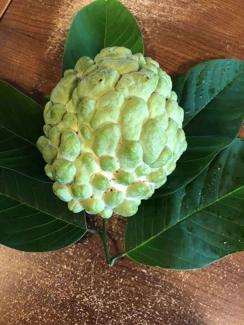 Atemoya Fruit Tree - 2 Feet Tall - Priestly Variety - Annona squamosa x Annona cherimola - Ideal for Container Gardening