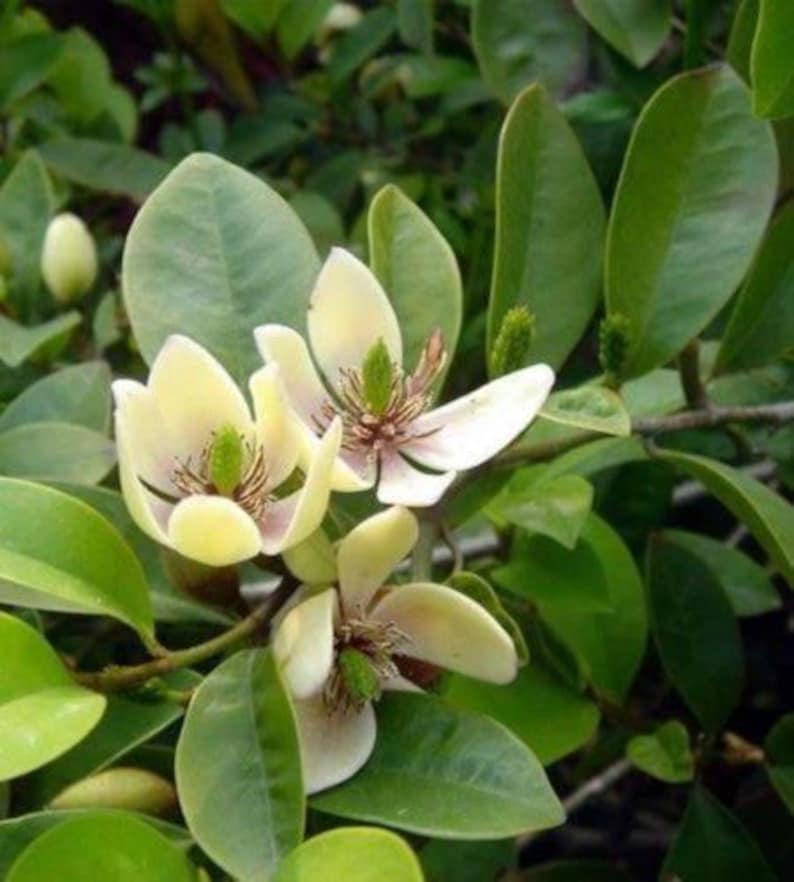 Banana Shrub Plant - 1 Gallon - Michelia Figo - Fragrant Yellow & Purple Flowers - Year-Round Bloomer