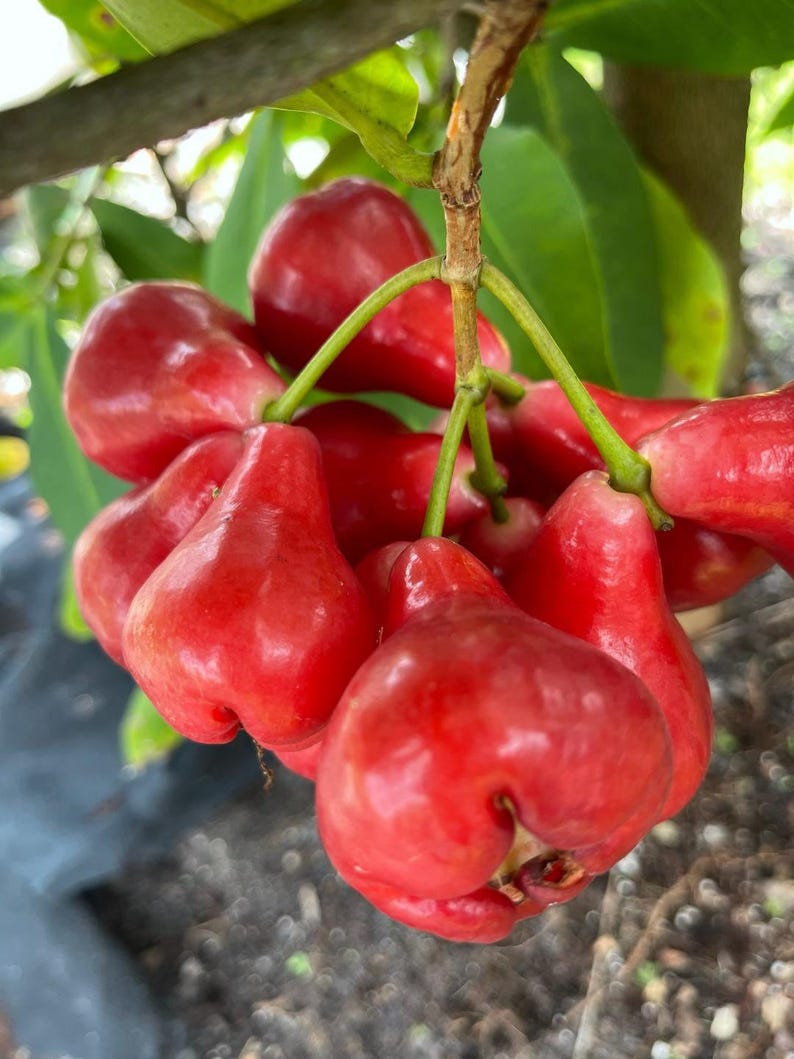 Black Perl Wax Apple Tree - 3 Gallon Pot - Tropical Fruit Plant - Syzygium samarangense - Ideal for Small Spaces