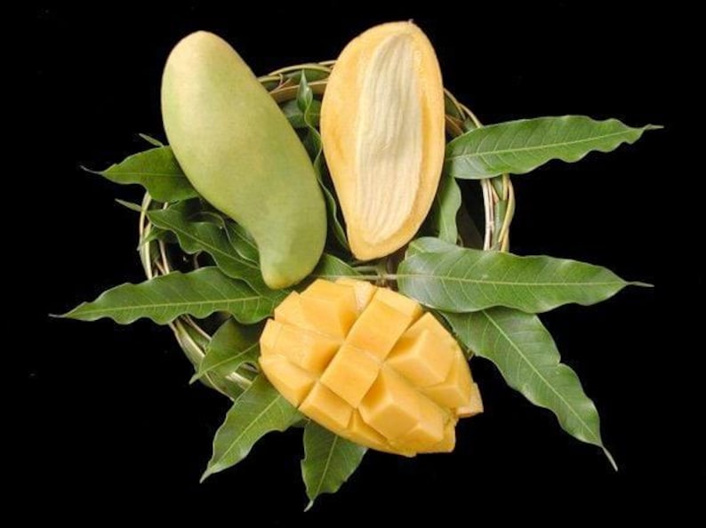 Nam Doc Mai Mango Tree - Grafted 3-Gallon Pot - Thai Green Sweet Mango - Mangifera indica - Ideal for Small Spaces