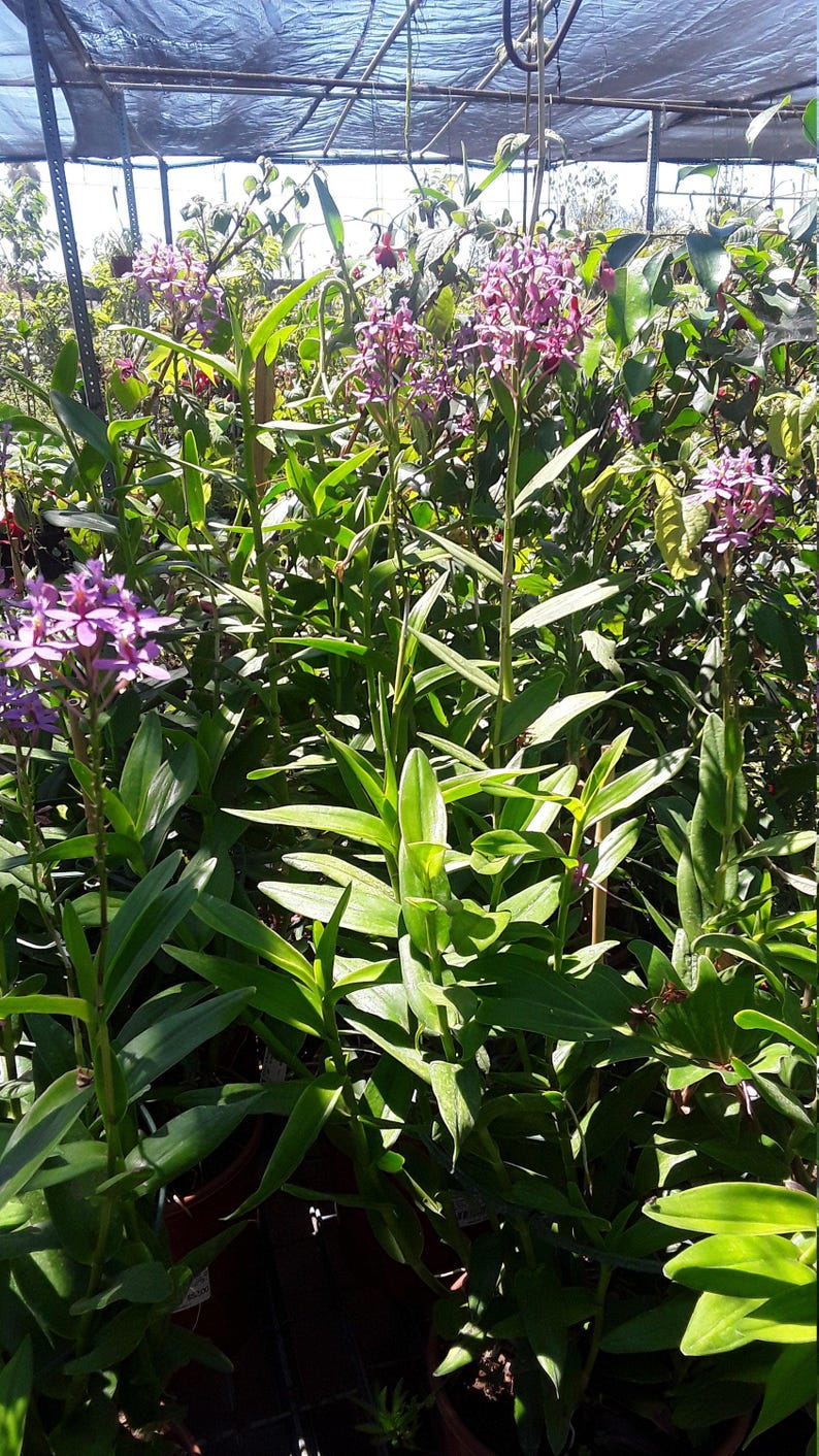 Purple Epidendrum Orchid Plant - 3" Pot - Vibrant Purple Blooms - Epidendrum ibaguense