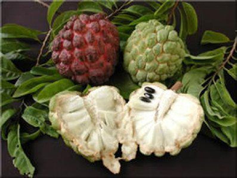 Sugar Apple Tree 2 Feet Annona Squamosa Sweet Custard Fruit Plant in 3 Gallon Pot - Ideal for Home Gardens