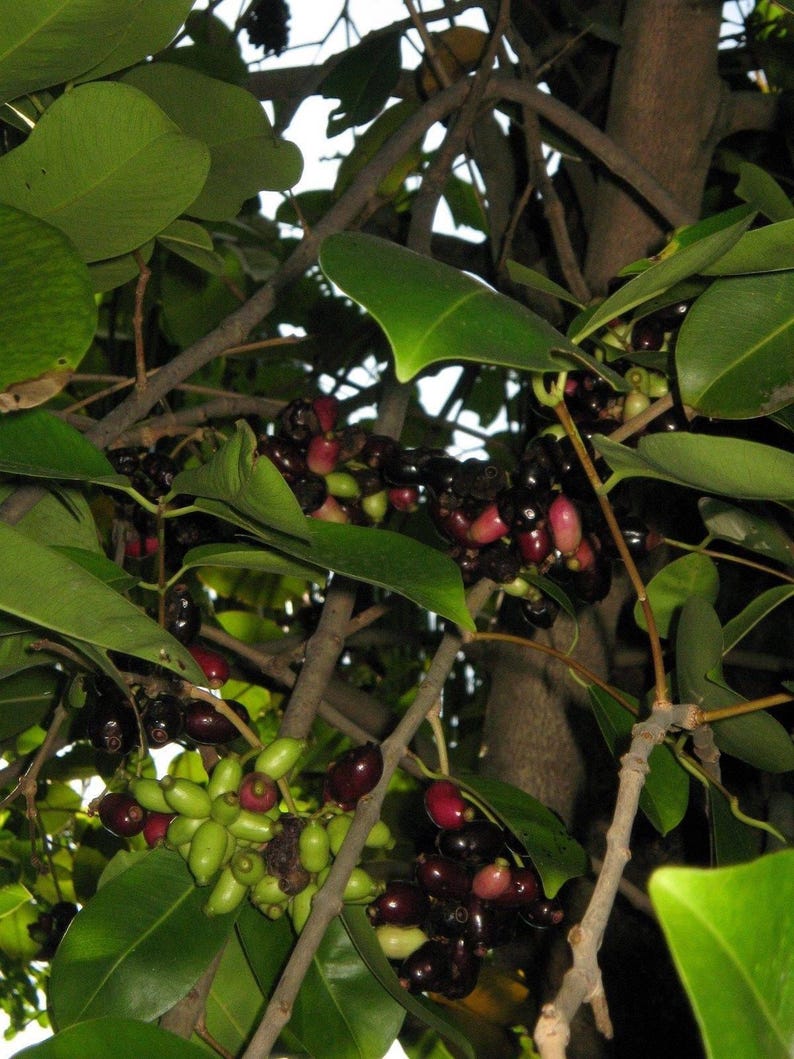 Duhat Fruit Plant - 3 Gal Pot - Jambul (Trái Trâm) - Syzygium cumini - Popular Philippine Fruit - Live Plant with Strong Roots