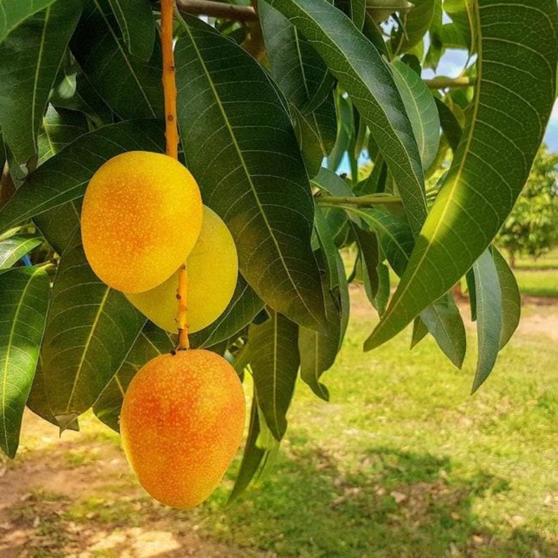 Alphonso Mango Tree Live Plant - Grafted 1-2 Feet - Mangifera indica - Ships in 3 Gallon Pot - Sweet Tropical Fruit