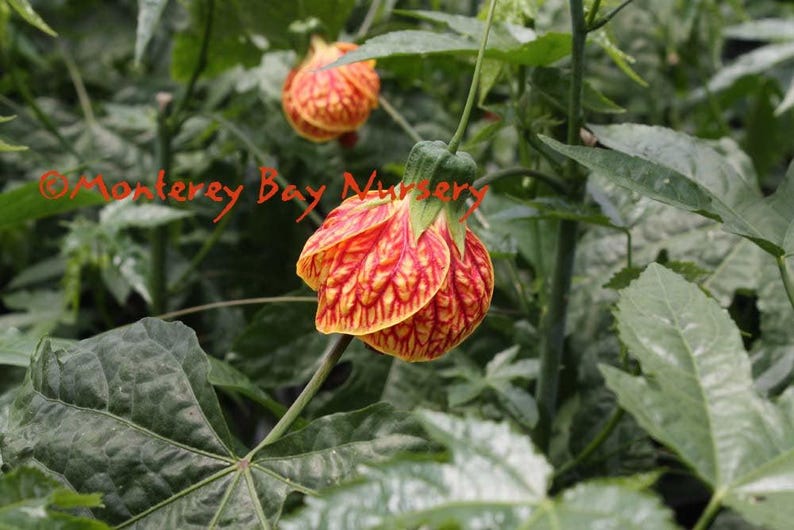 Flowering Maple Plant - 1 Gallon Pot - Abutilon 'Tiger Eye' - Yellow Flowers with Red Veining - Abutilon hybrid