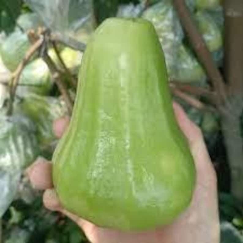 An Thái Wax Apple Plant - 3 Gallon Pot - M?n An Thái Xanh - Syzygium samarangense - Tropical Fruit Tree - Exotic Edible Plant