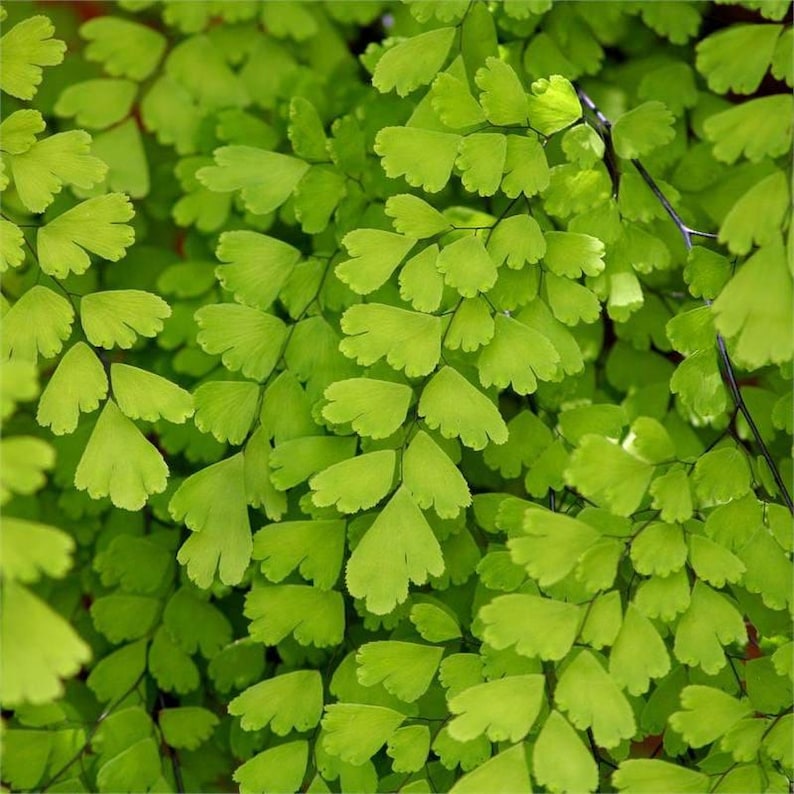 Southern Maidenhair Fern Plant - 6" Pot - Adiantum capillus-veneris - Live Indoor/Outdoor Plant for Shade Gardens