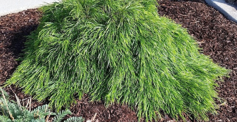 Cousin Itt Little River Wattle Plant - 4" Starter - Acacia cognata - Compact Evergreen with Blue-Green Foliage - Live Plant