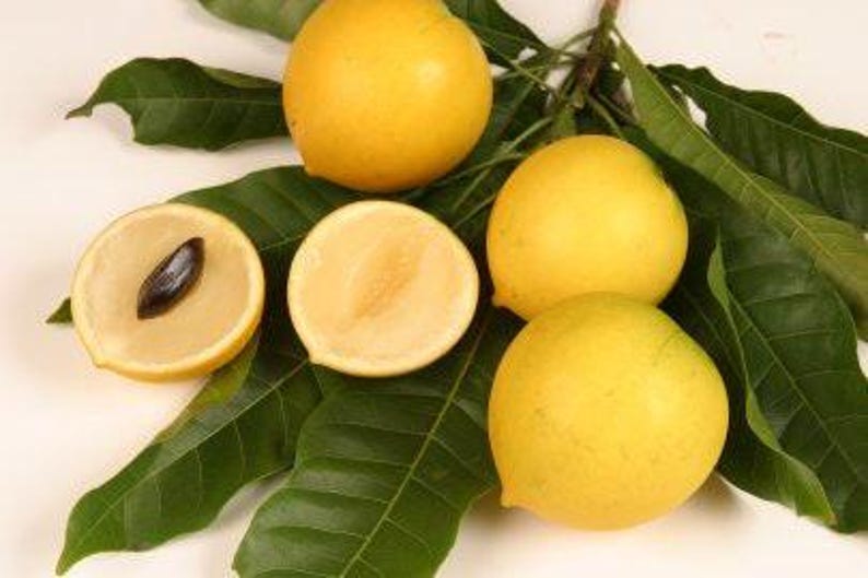 Abiu Tree 1-2ft - Pouteria Caimito - Tropical Fruit Plant in 3 Gallon Pot - Vú S?a Hoàng Kim - Edible Garden Option