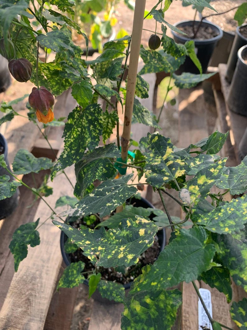 Abutilon 'Paisley' Plant in 6" Pot - Flowering Maple, Indoor/Outdoor Garden Decor, Abutilon hybridum