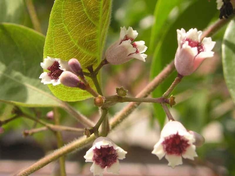 Lá M? Tam Th? Plant 1 Gal Pot Paederia Foetida L Live Plant Fresh from Garden Aromatic Culinary Herb