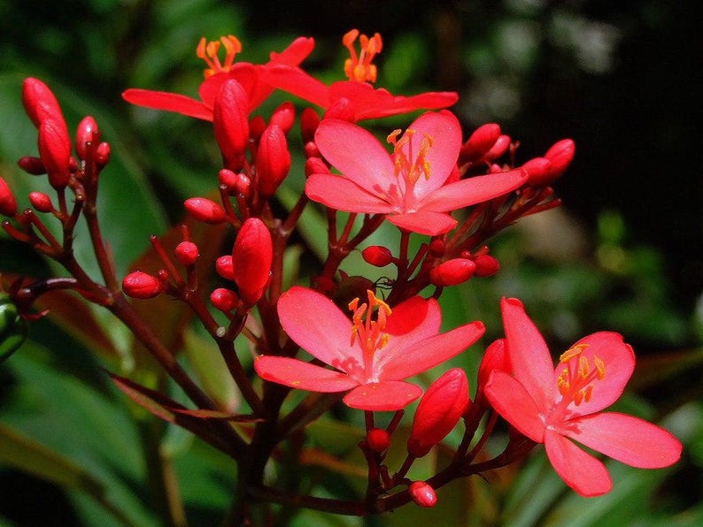 Jatropha Integerrima 'Compacta' Red Live Plant - Tropical Evergreen Shrub in 3 Gal Pot - Compact Hedge, Easy Care