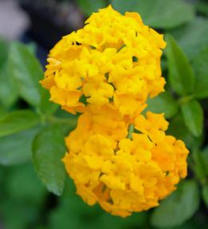 Lantana Plant 4 Inch Pot Yellow Gold Raimuniya Talambralu Chettu Lantana Camara Easy to Grow Live Plant for Garden & Patio