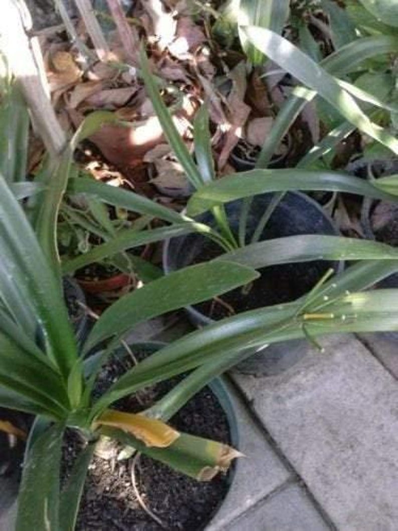 Yellow Fire Lily Plant in 6" Pot - Clivia miniata - Bright Yellow Blooms for Shady Borders & Containers