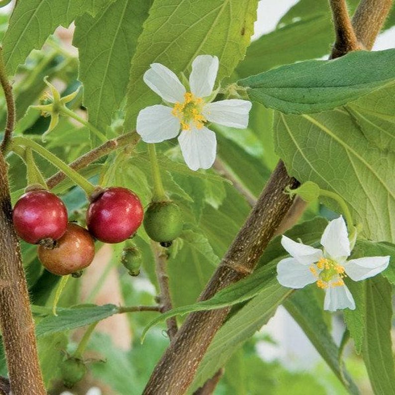 Strawberry Tree Plant - 3 Gallon Pot - Arbutus unedo - Fast Growing Ornamental with Sweet Fruit